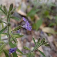 Bonplandia geminiflora image