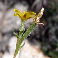 Mentzelia montana image