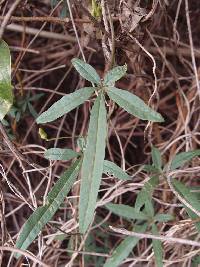 Merremia quinquefolia image