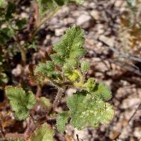 Phacelia scariosa image