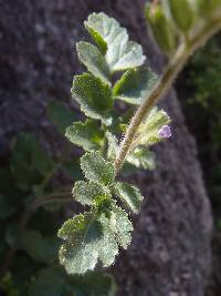 Phacelia sonoitensis image