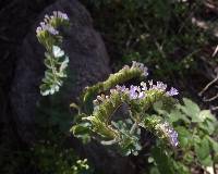 Phacelia sonoitensis image