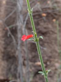 Russelia sonorensis image