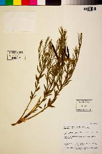 Amsonia tomentosa image