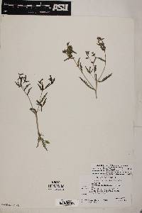 Mentzelia affinis image