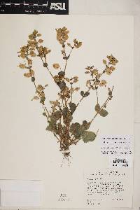 Erythranthe cordata image