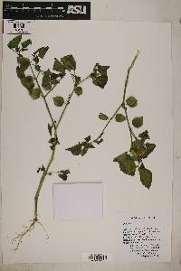 Physalis pubescens image