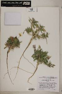 Oenothera deltoides subsp. deltoides image