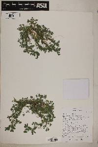 Medicago minima image