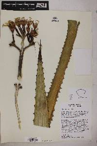 Agave capensis image