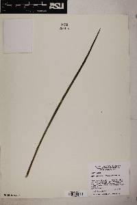 Agave geminiflora image