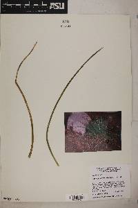Agave geminiflora image