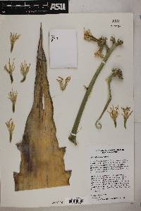 Image of Agave gigantensis
