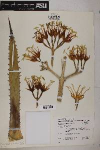 Agave capensis image