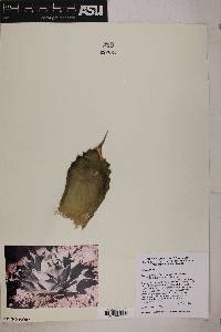 Agave parryi var. huachucensis image