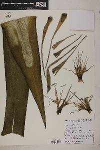 Image of Agave polyacantha