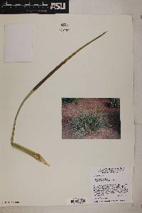 Agave stricta image