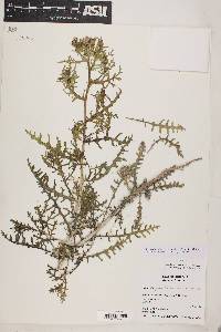 Mentzelia holmgreniorum image