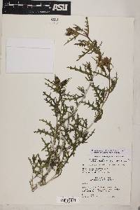 Mentzelia holmgreniorum image