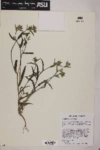 Mentzelia albicaulis image