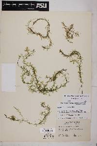 Elodea bifoliata image