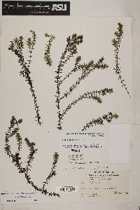 Elodea bifoliata image