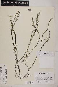 Elodea bifoliata image