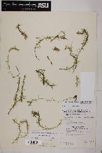 Elodea bifoliata image