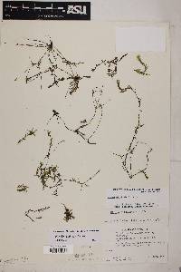 Elodea bifoliata image