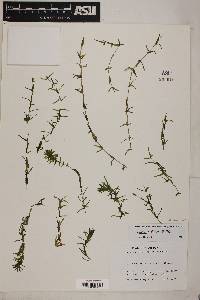 Elodea bifoliata image