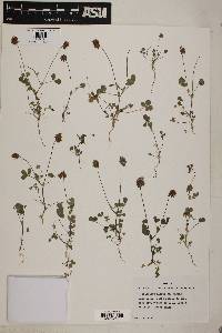 Image of Trifolium nigrescens