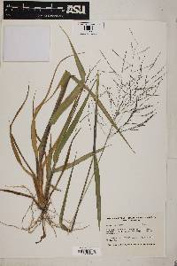 Image of Panicum bartowense