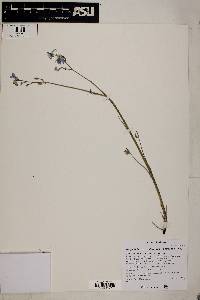 Delphinium parishii image