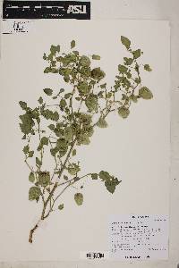 Physalis crassifolia image