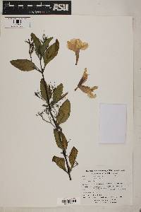 Ruellia tuberosa image