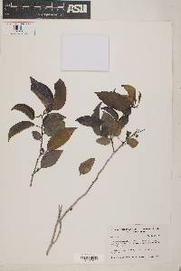 Ilex krugiana image