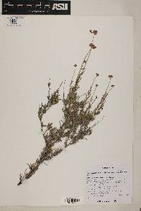 Eriogonum fasciculatum var. polifolium image