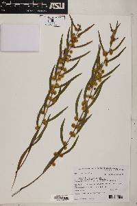 Acacia verniciflua image