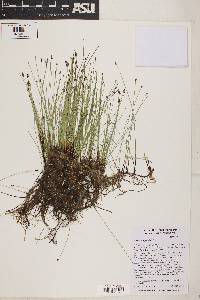 Eleocharis parishii image