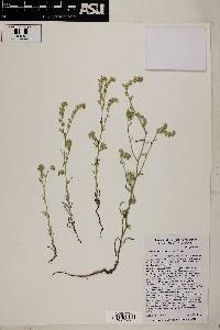 Cryptantha barbigera image