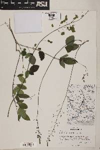 Desmodium axillare image