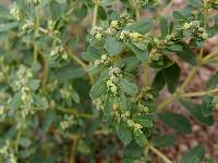 Euphorbia serpillifolia image