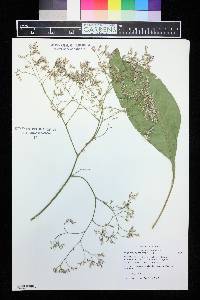 Image of Limonium latifolium