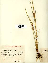 Cyperus schimperianus image