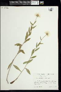 Erigeron arizonicus image