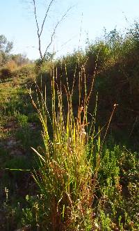 Panicum jubiflorum image