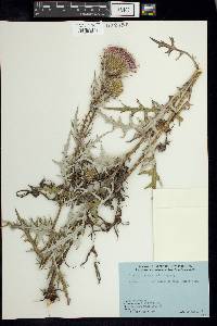 Cirsium discolor image