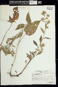 Aster lindleyanus image