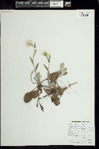 Image of Antennaria fallax