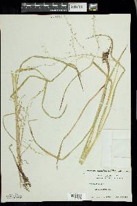 Glyceria canadensis image